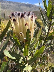 Protea burchellii