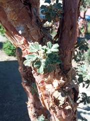 Polylepis tarapacana