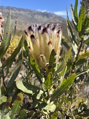 Protea burchellii