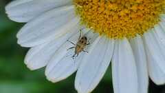 Geraeus