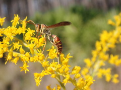 Polistes dorsalis dorsalis