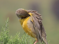 Macronyx capensis capensis