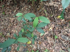 Maesa perlaria formosana