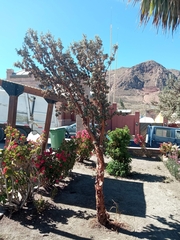 Polylepis tarapacana