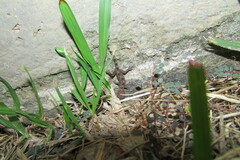 Hemidactylus platycephalus