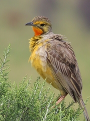 Macronyx capensis capensis