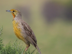 Macronyx capensis capensis
