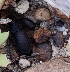 Gonocephalum simplex