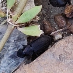 Gonocephalum simplex