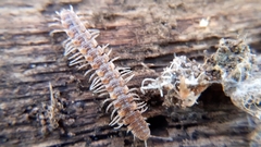 Polydesmus complanatus