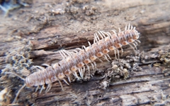 Polydesmus complanatus