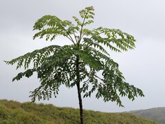 Aralia decaisneana