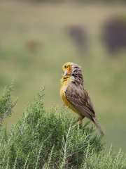 Macronyx capensis capensis