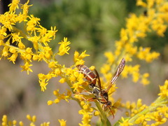 Polistes dorsalis dorsalis