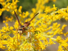 Polistes dorsalis dorsalis