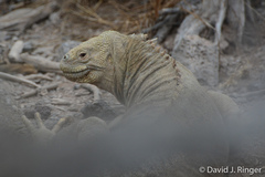 Barrington Land Iguana photo 4