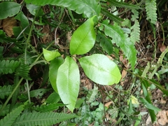 Diplazium donianum