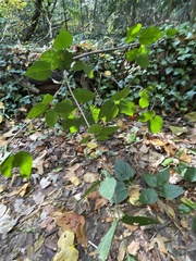 Viburnum setigerum
