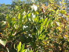 Smilax laurifolia