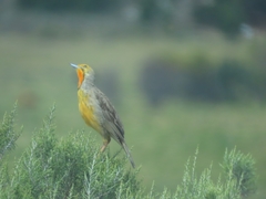 Macronyx capensis capensis