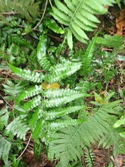 Diplazium dilatatum