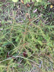 Phyllanthus urinaria