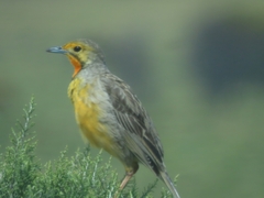 Macronyx capensis capensis