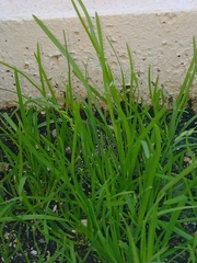 Poa annua