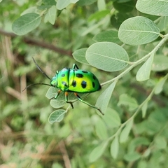 Chrysocoris stollii
