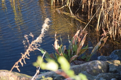 Rumex aquaticus