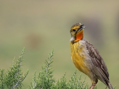 Macronyx capensis capensis
