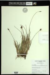 Carex norvegica