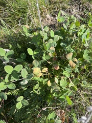 Trifolium hybridum