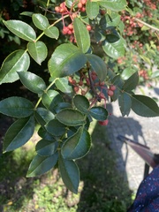 Stigmella anomalella