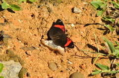 Adelpha lycorias
