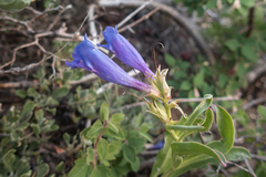 Penstemon speciosus