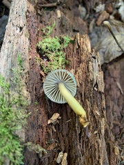 Gliophorus psittacinus