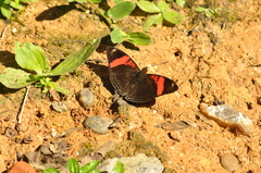 Adelpha lycorias
