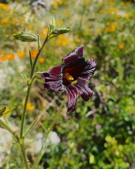 Salpiglossis sinuata