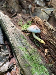 Gliophorus psittacinus