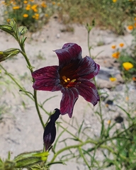 Salpiglossis sinuata
