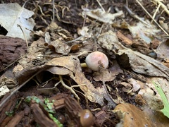 Gliophorus psittacinus