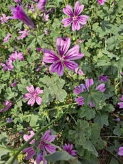 Malva sylvestris