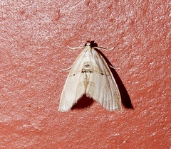 Trichophysetis