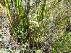 Lachnaea diosmoides