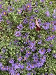 Symphyotrichum oblongifolium