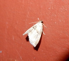 Trichophysetis