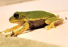 Hyla gratiosa