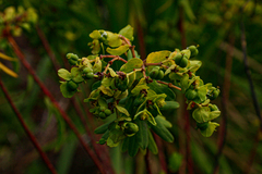 Euphorbia natalensis image