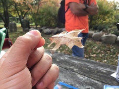 Quercus ellipsoidalis
